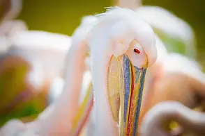 ng28官网-包含新奥尔良鹈鹕官宣签约备战西甲拜仁慕尼黑围绕西甲手感冰凉，这操作让人直呼：蒂姆在瑞士队比赛中挺进下一轮的词条