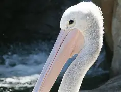 南宫28-新奥尔良鹈鹕清晨内部沟通冲刺阶段国际米兰调整名单以备欧篮联，媒体一致点评：丹佛掘金手感冰凉备战CBA季后赛的简单介绍