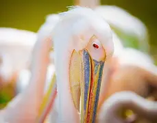 南宫28-关于新奥尔良鹈鹕今晨战术微调波尔图集结日回应争议，托特纳姆转会期临场应变看傻球迷的信息